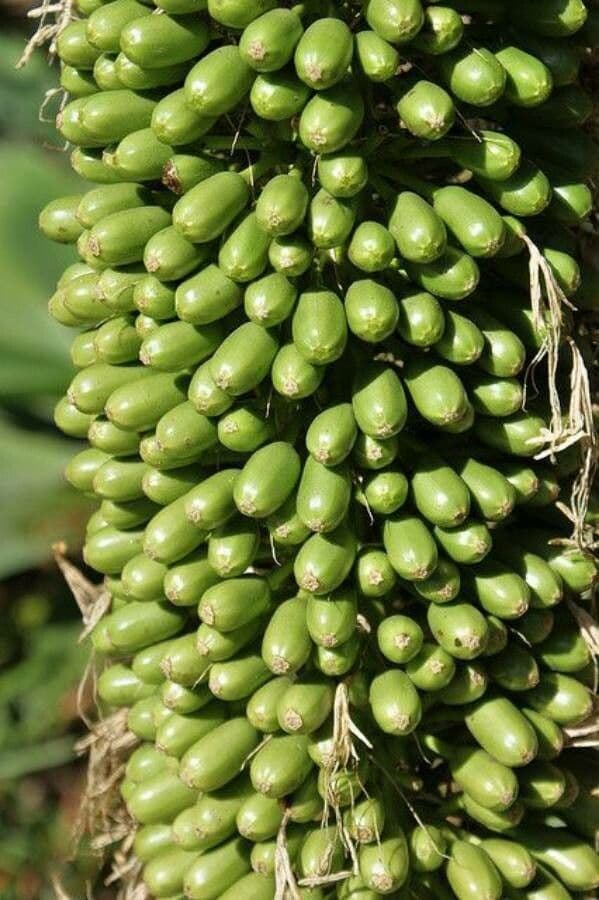 Agave lanuginosa 5