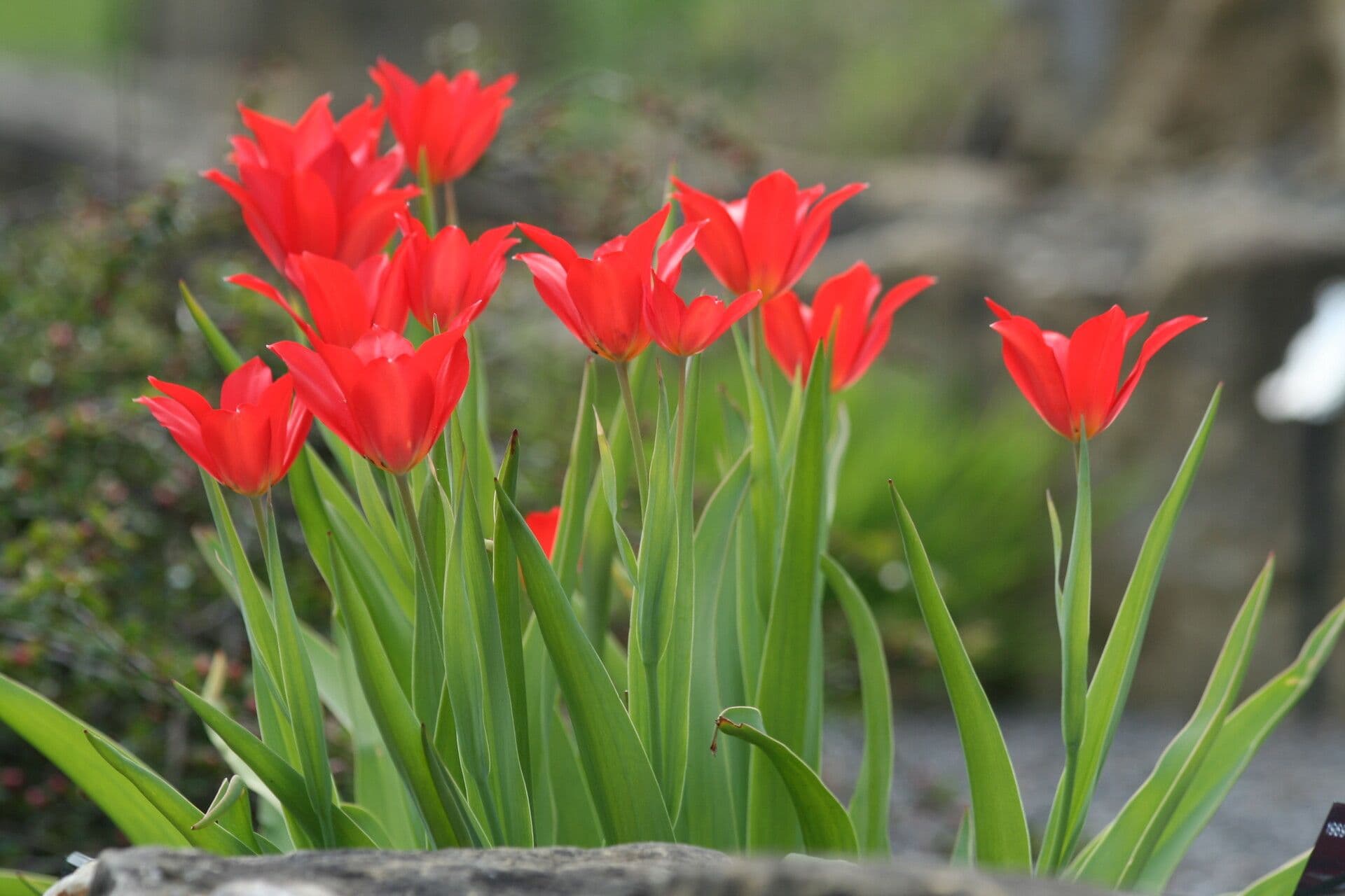 Tulipano
