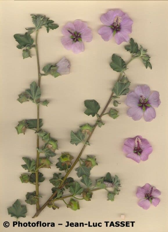 Malva subovata 28