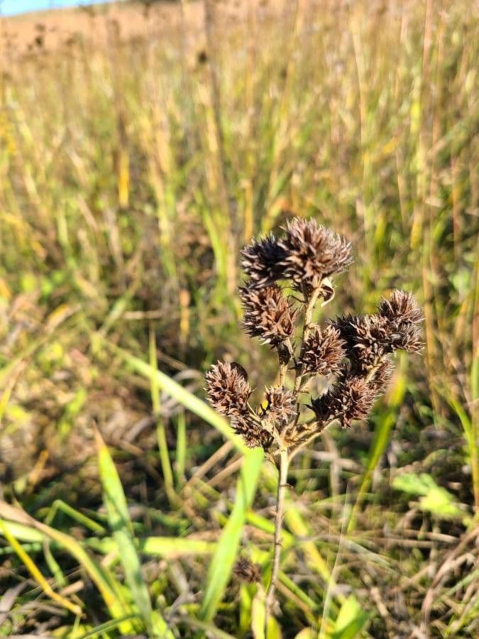 Lespedeza capitata