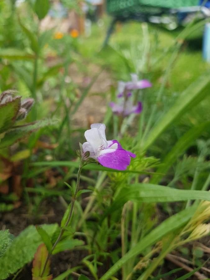 Collinsia bianca 6