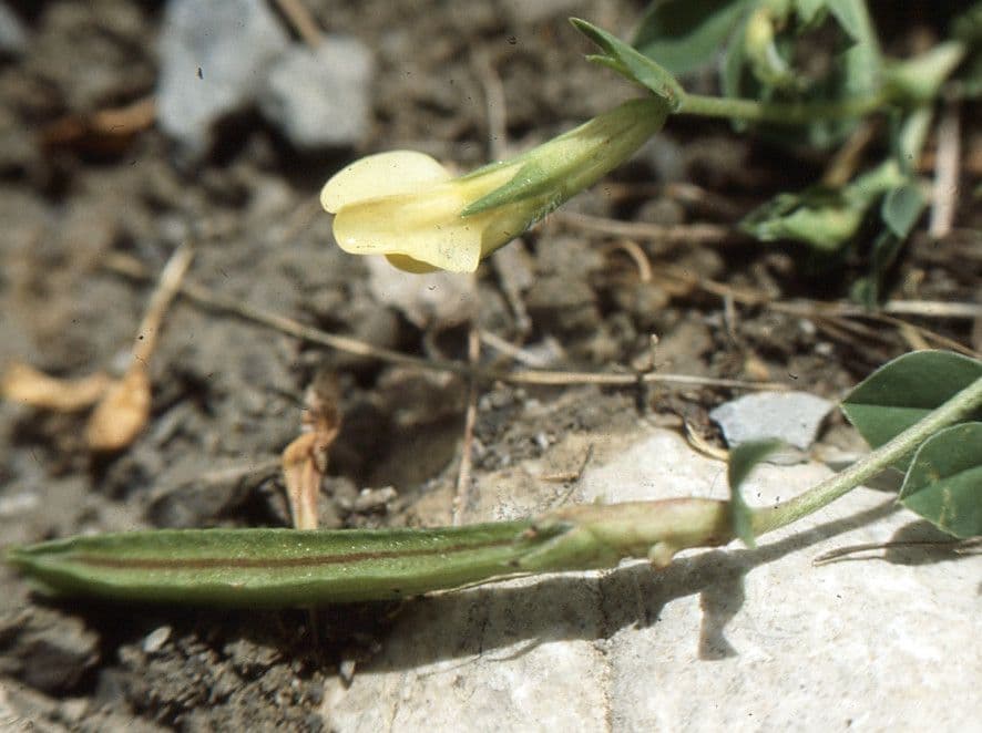 Spargelklee 3
