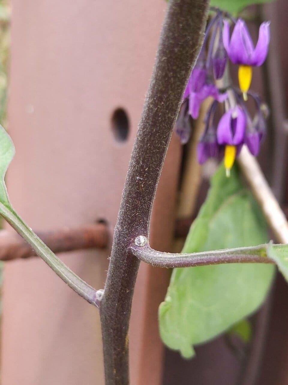Dulcamara 23