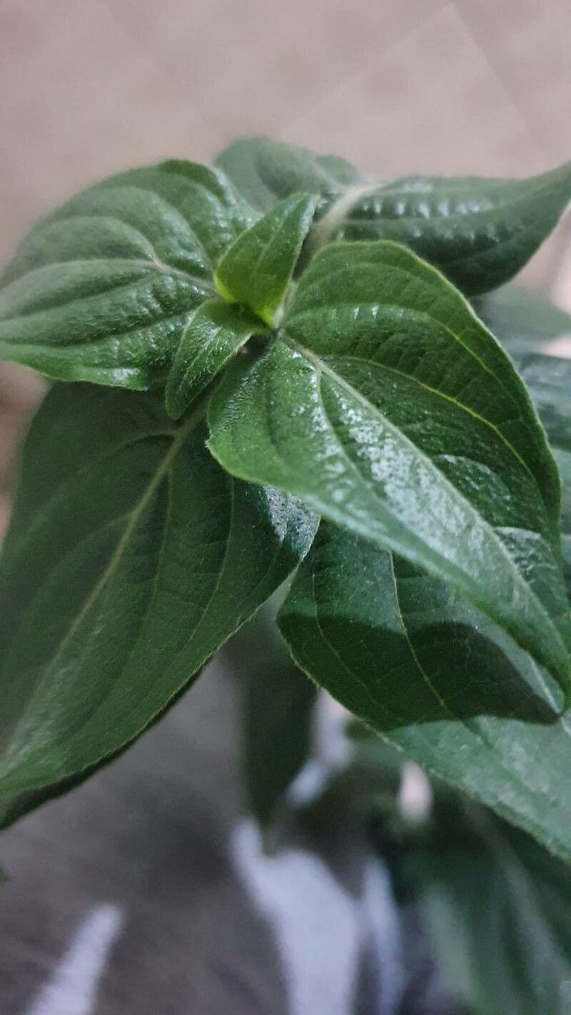 Dicliptera 5