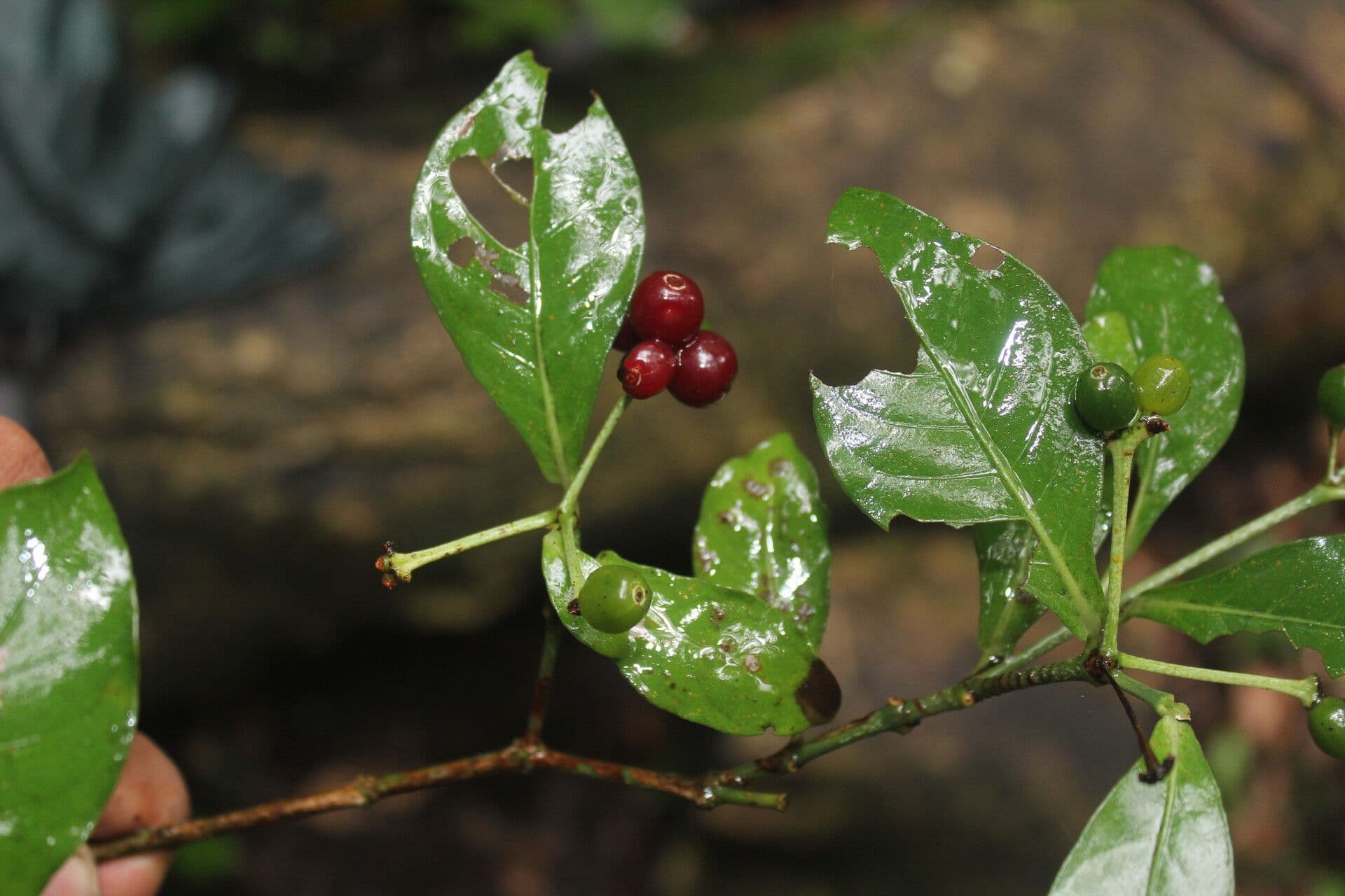 Psychotria