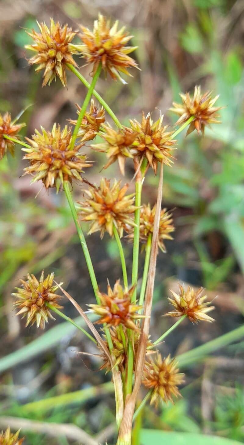 Rhynchospora 4