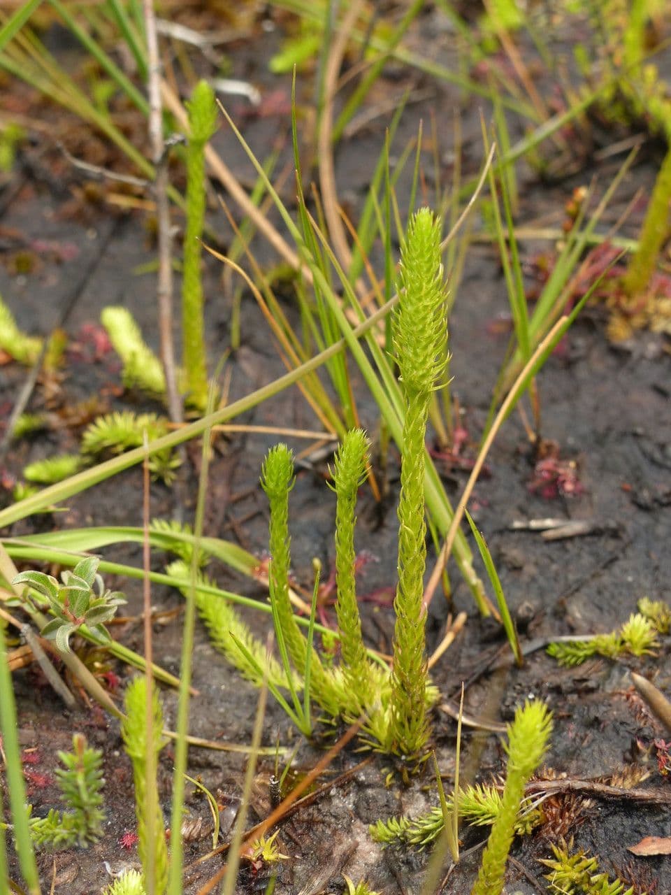 Lycopode inondé 5