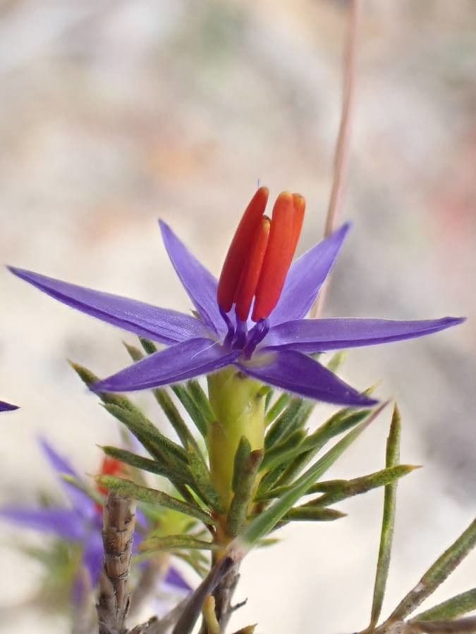 Calectasia 5