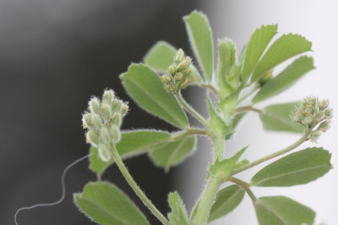 Medicago 13