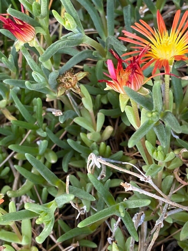 Malephora 17