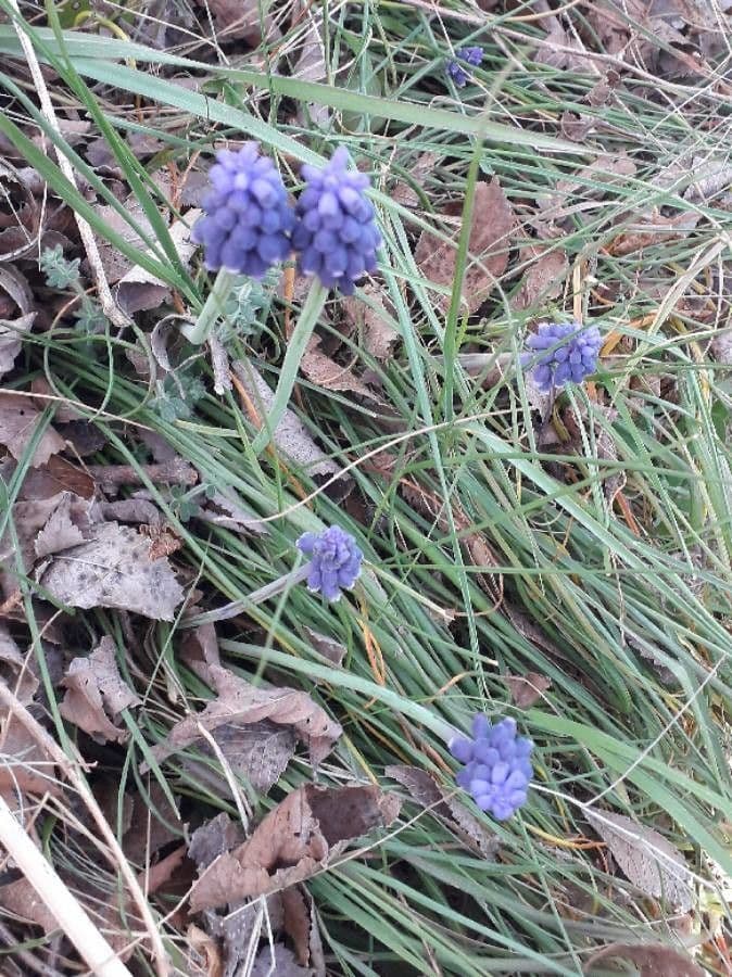 Szafirek miękkolistny 6