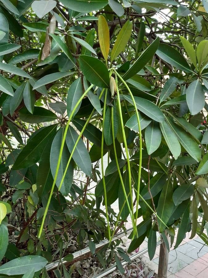 Alstonia 4