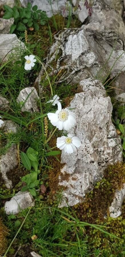 Achillea 4