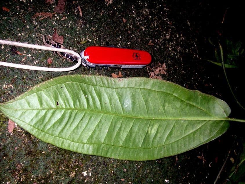 Anthurium 8