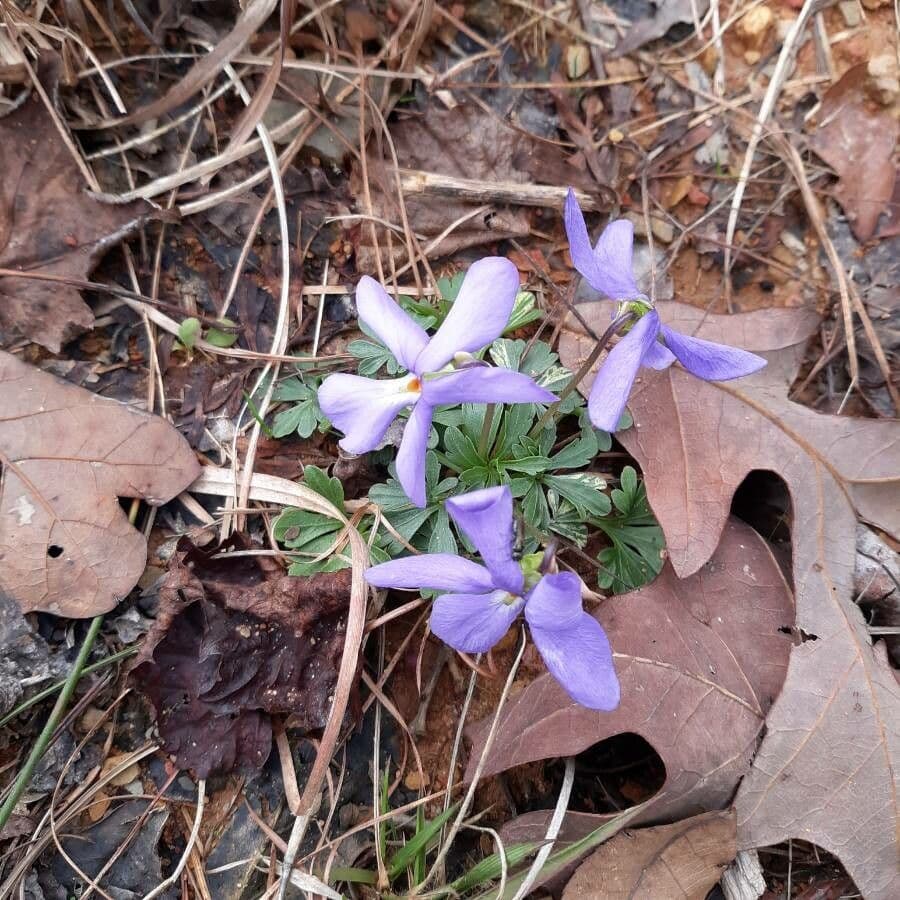 Viola pedata 4