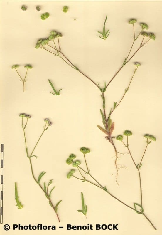 Valerianella coronata 25