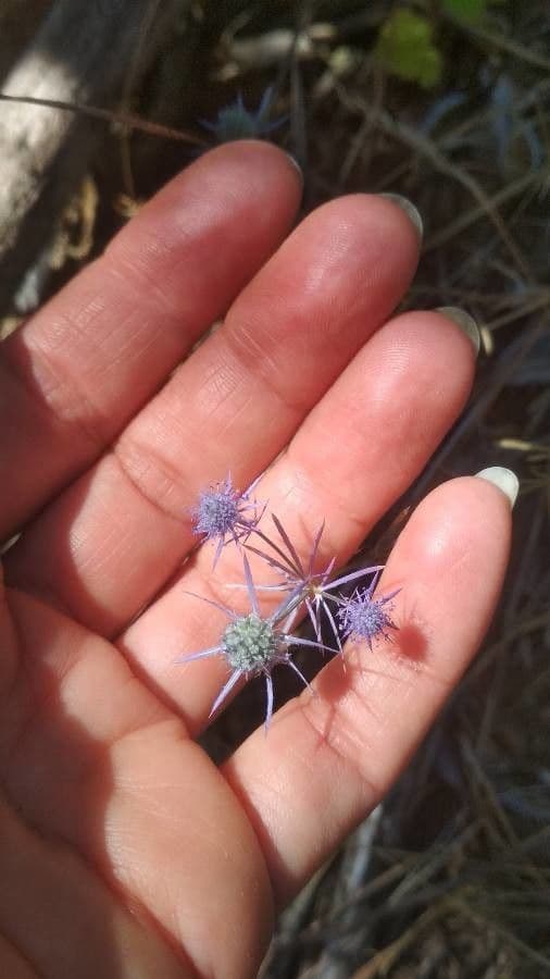Panicaut crétois 2