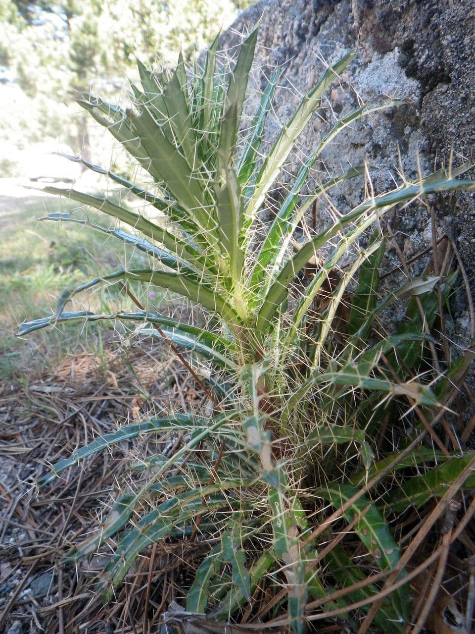 Ptilostemon casabonae 14