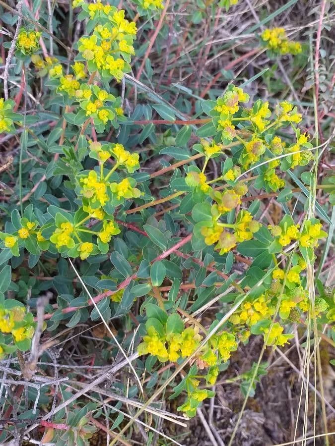 Euphorbia 10