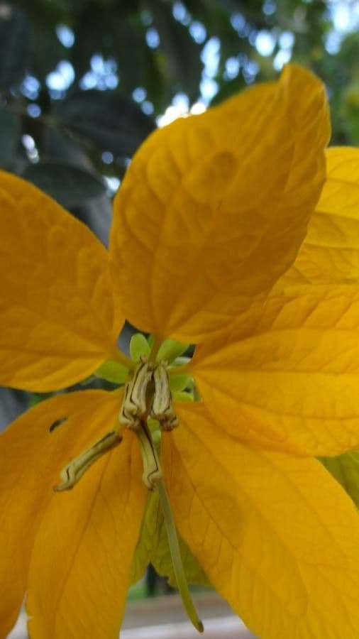 Senna 2