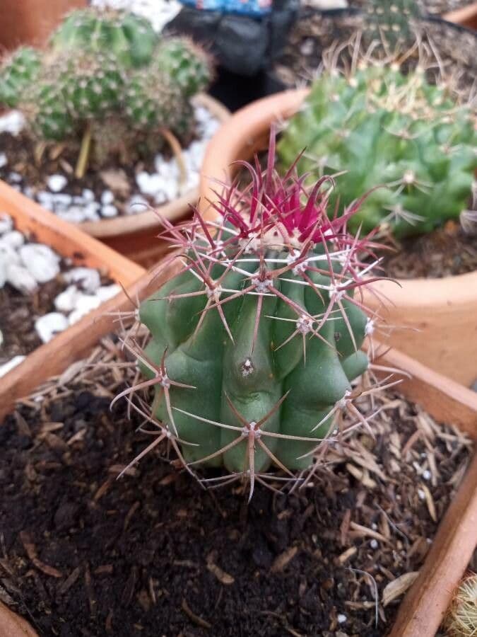 Feroctus 8