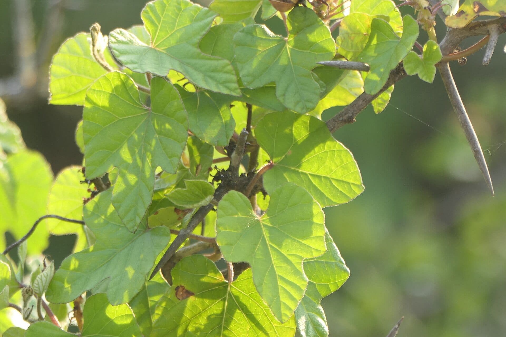 Ipomoea 10