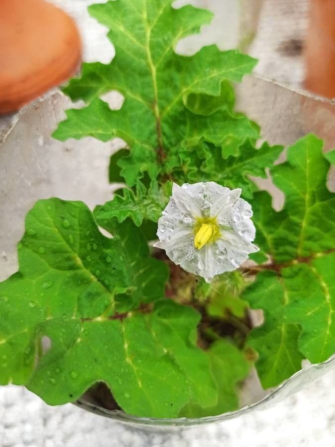 Solano