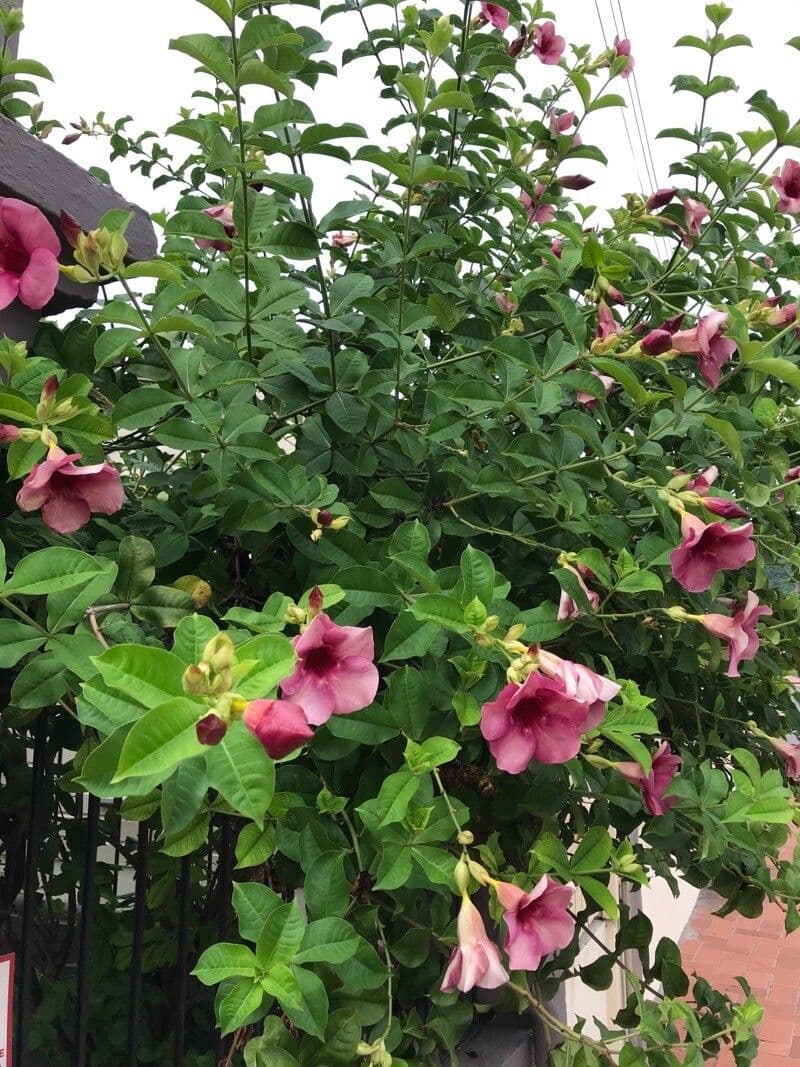 Allamanda viola 11