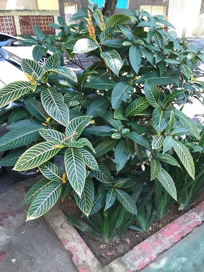 Aphelandra 11