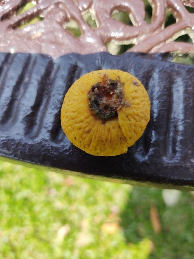 Campomanesia 4