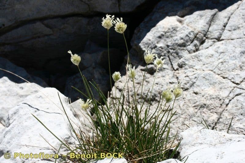 Sesleria 9
