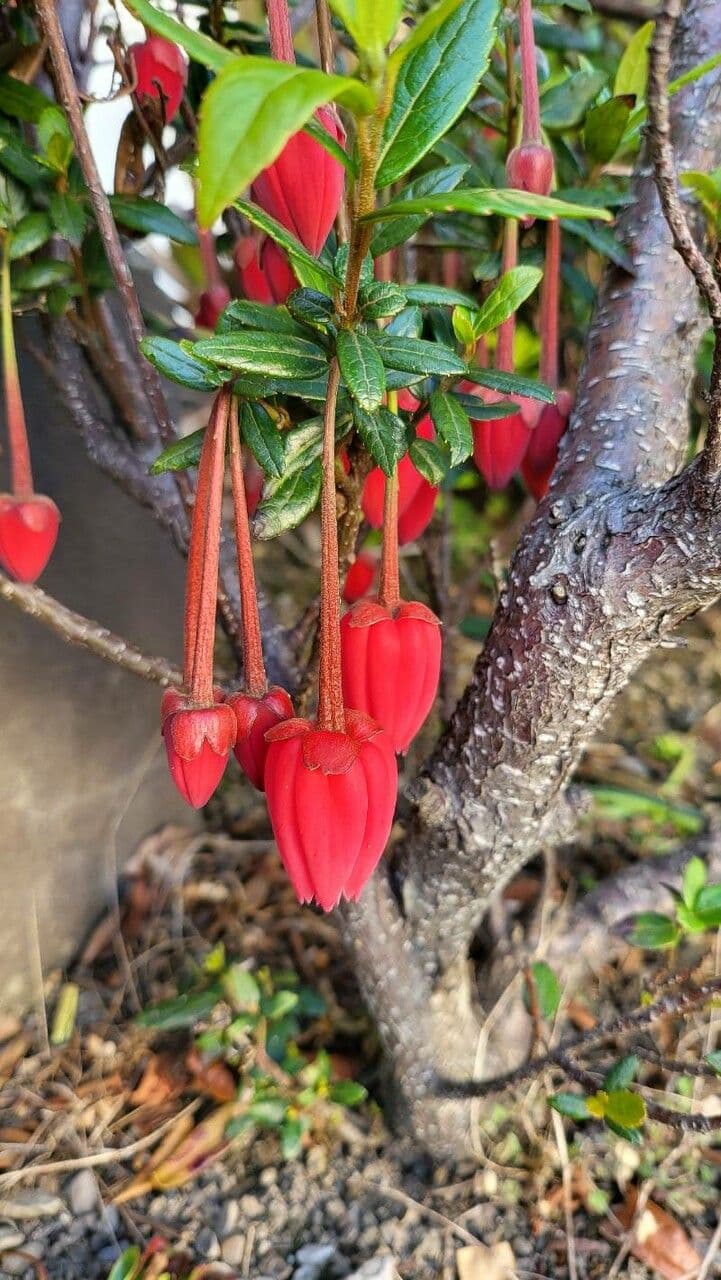 Crinodendron 4