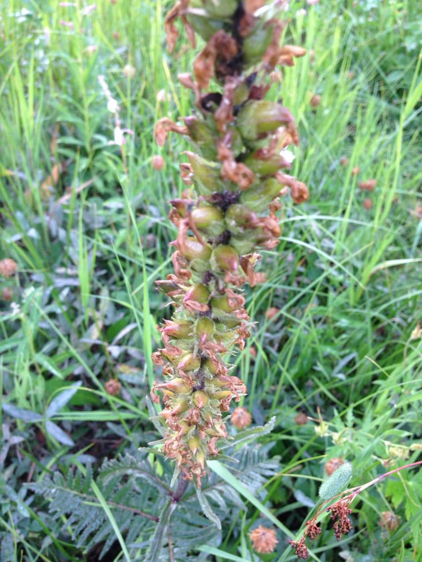 Pedicularis bracteosa