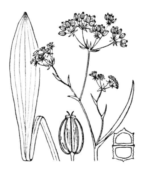 Bupleuro falcato 29