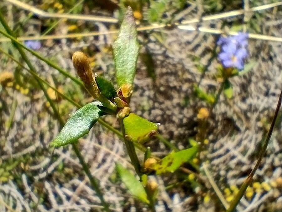 Dampiera stricta 4