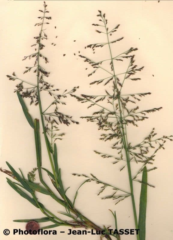 Quellgras 10