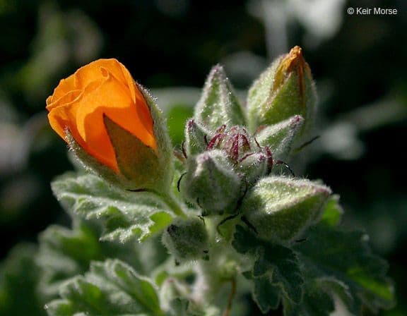 Malva di Coulter 5