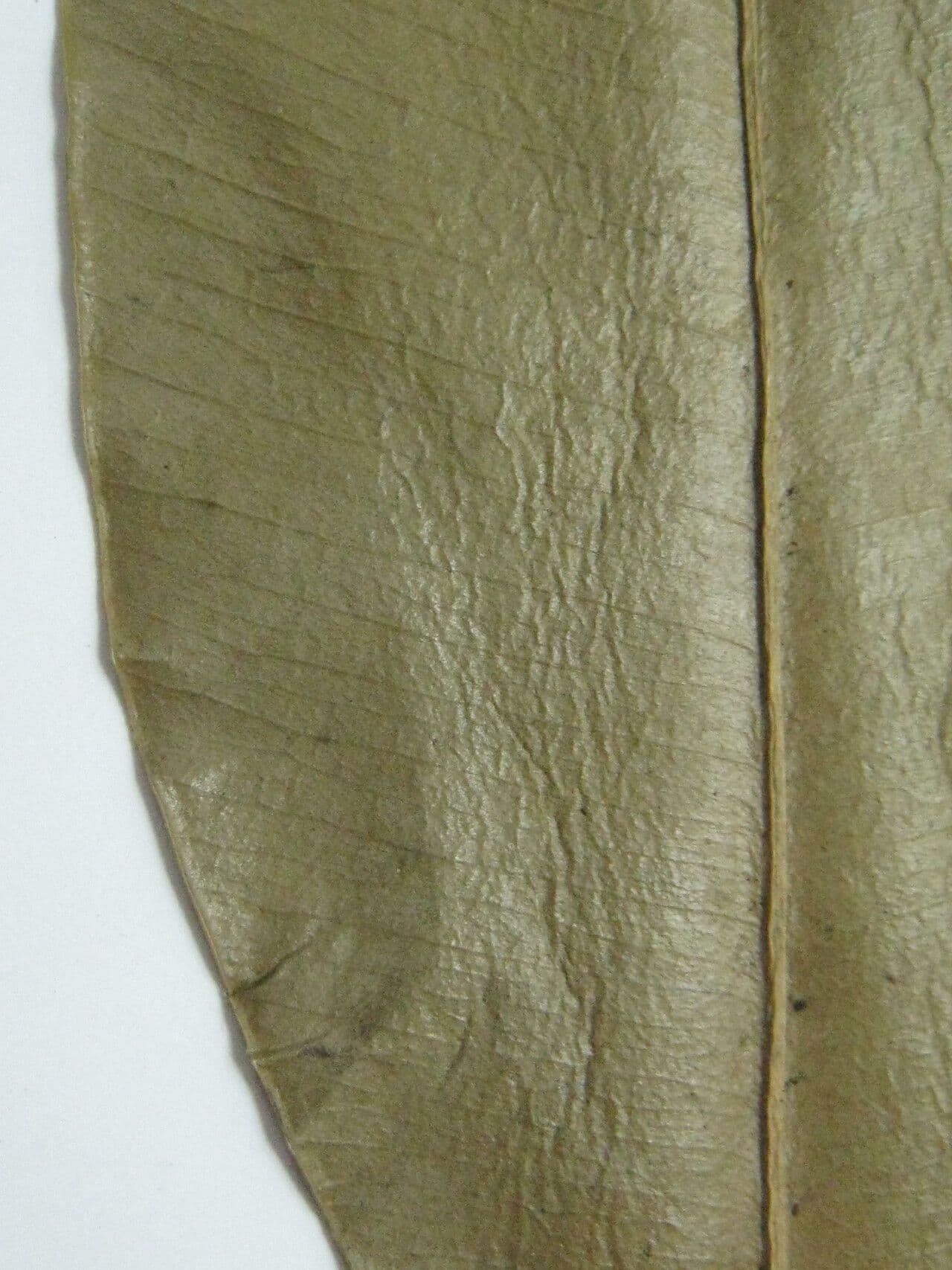 Aspidospermum 7