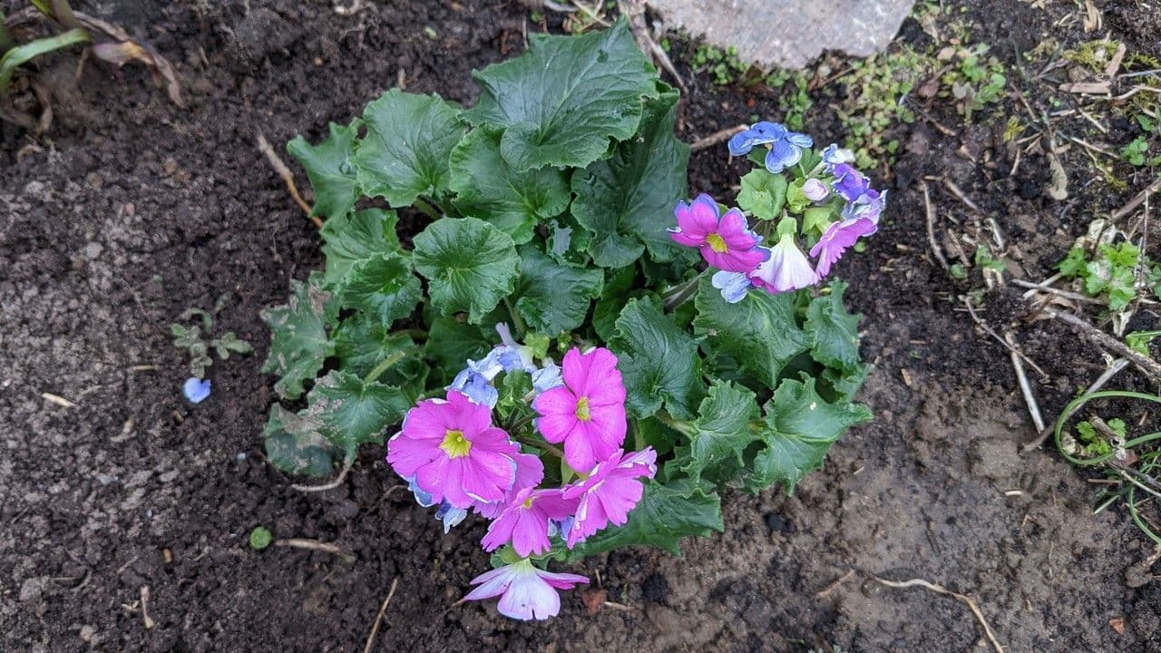 Primula 7