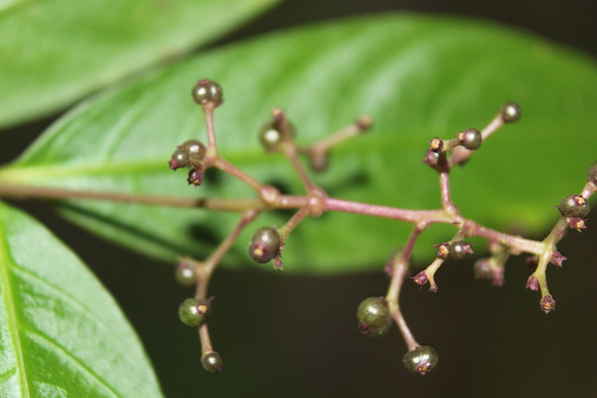 Palicourea deflexa