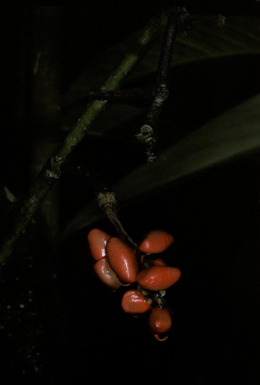 Magnolio 3