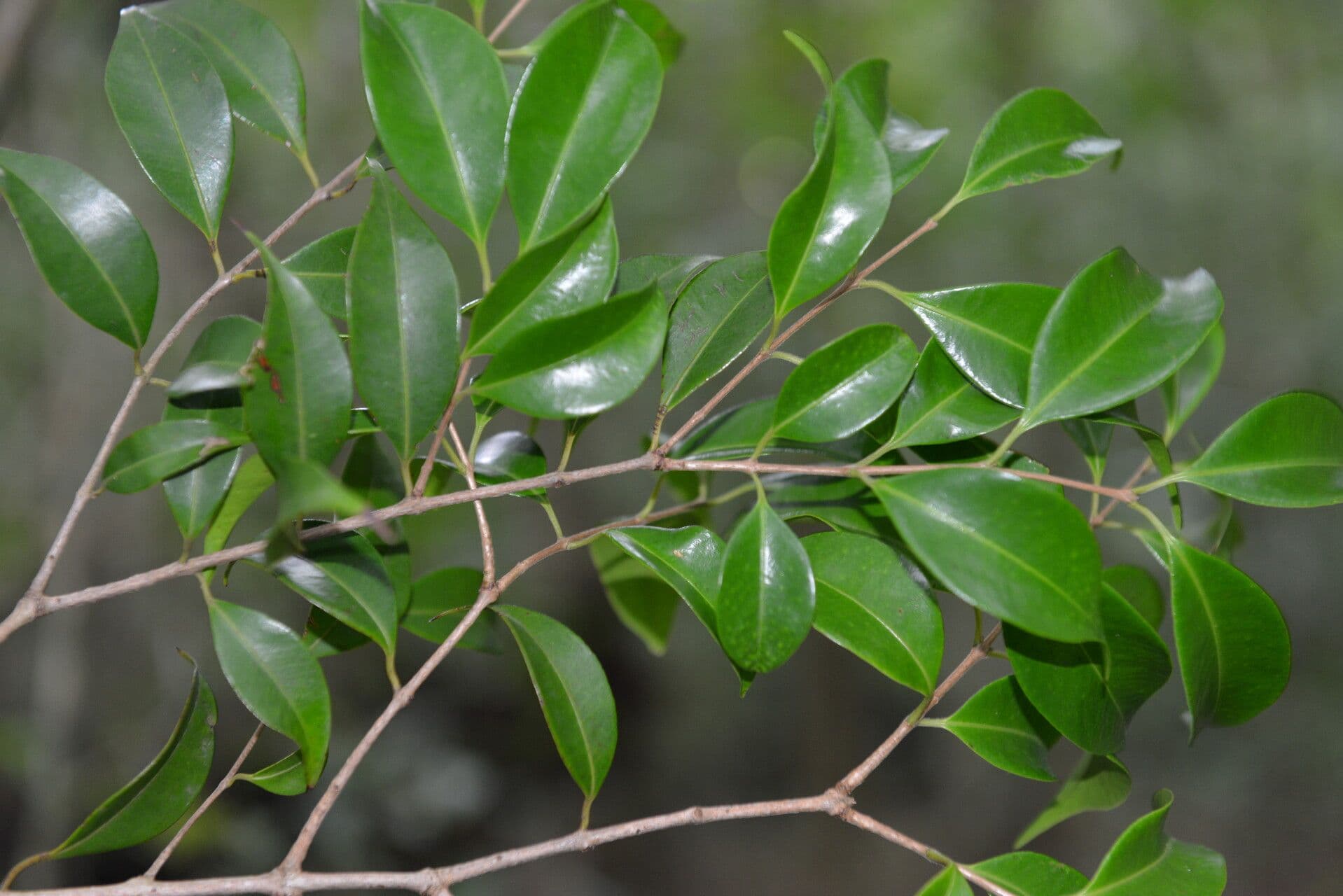 Eugenia 4