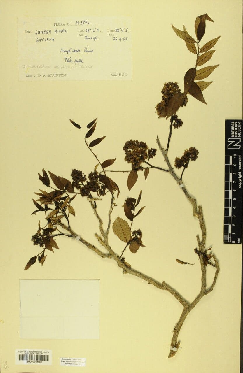 Zanthoxylum 15