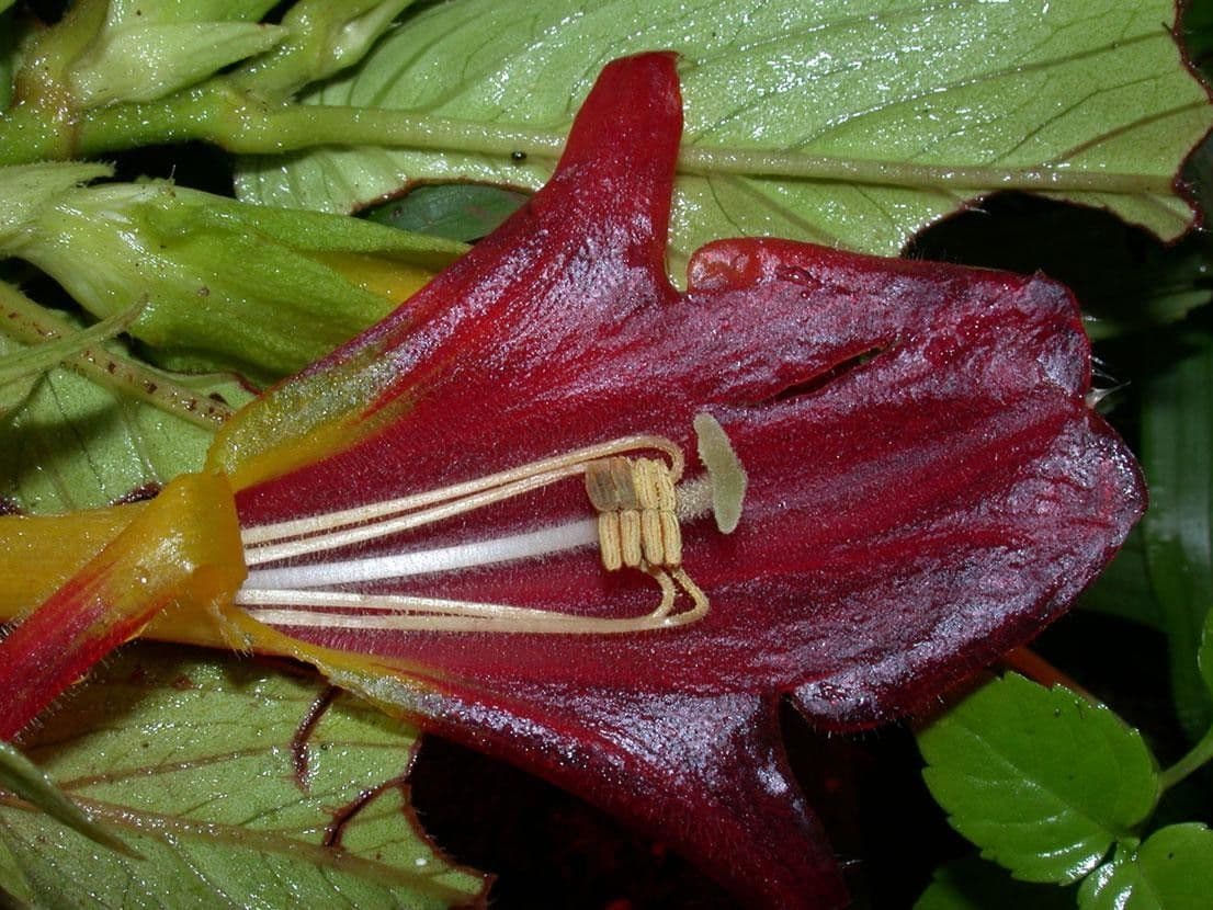 Columnea nicaraguense 15
