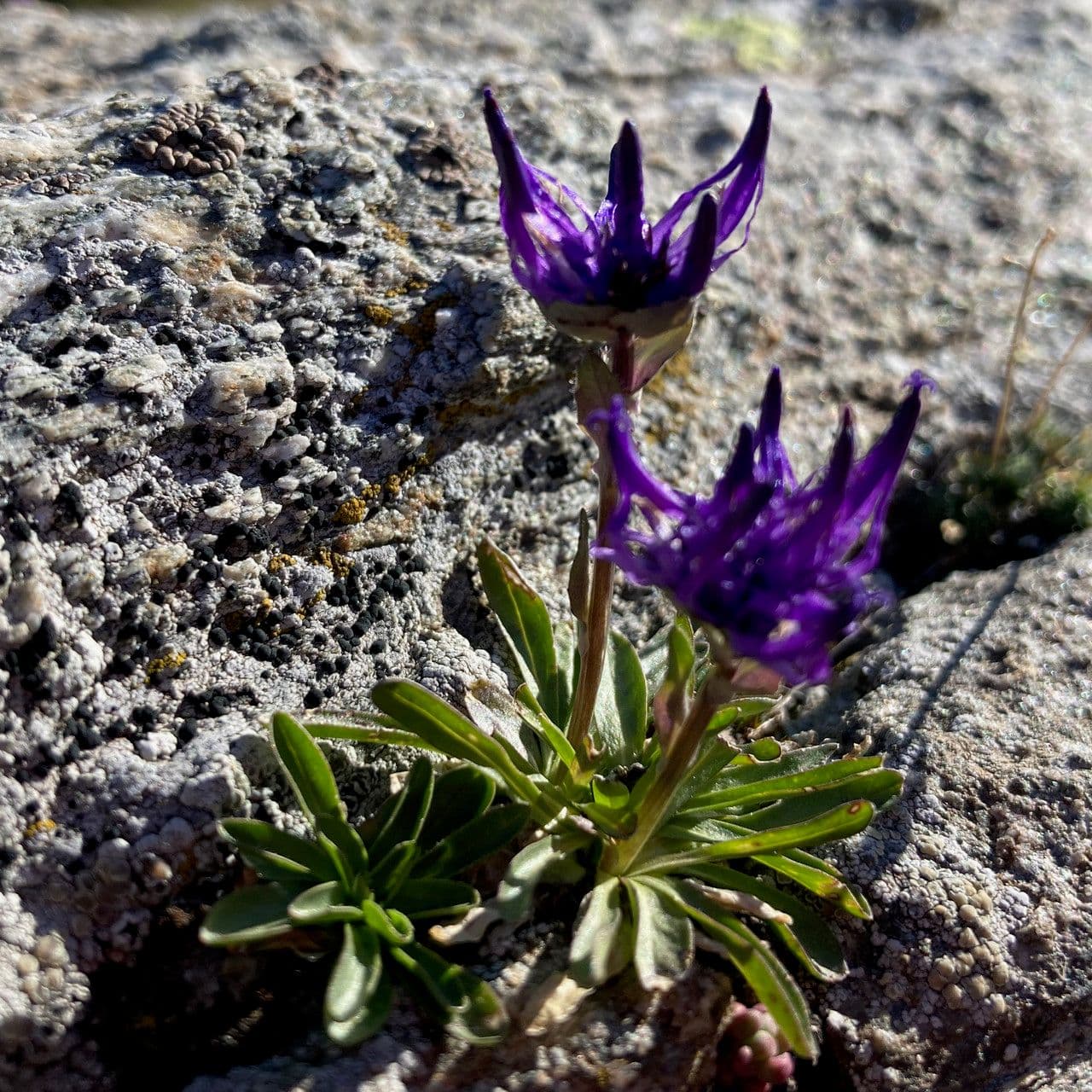 Phyteuma globulariifolium 4