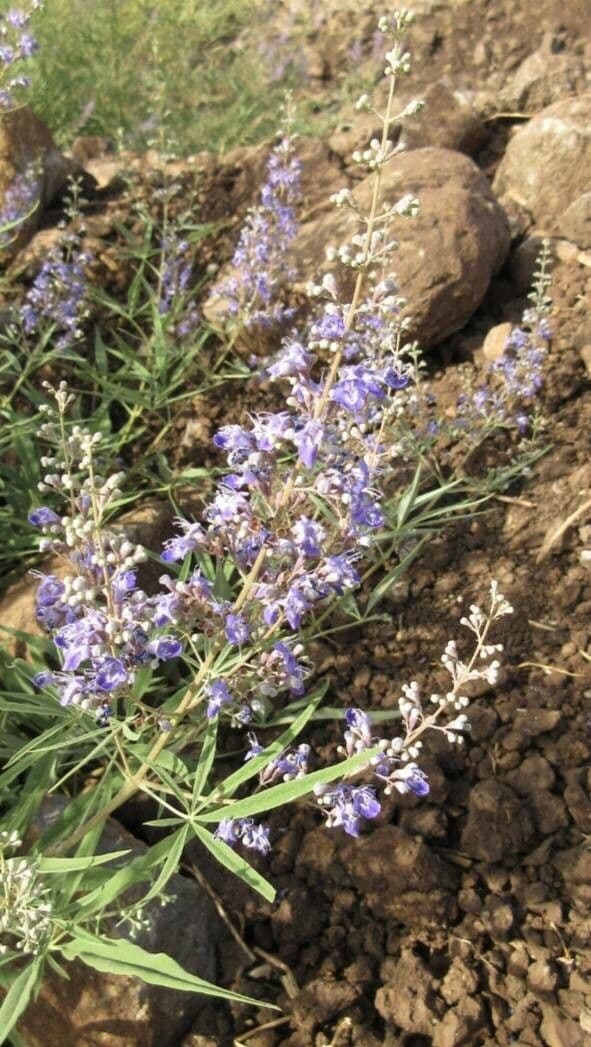 Vitex 15