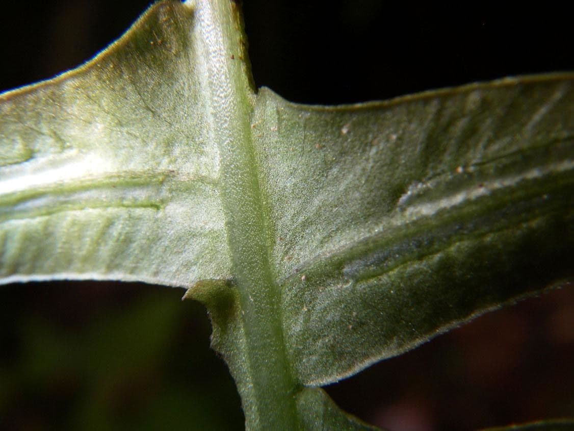 Blechnum polypodioides 9