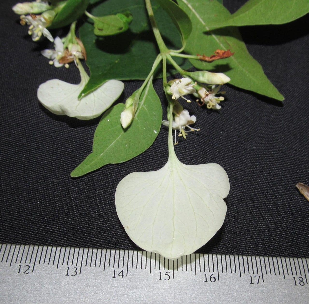 Calycophyllum 18