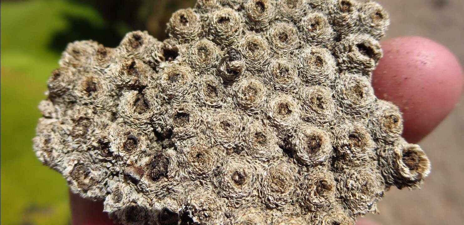 Pycnophyllum 17