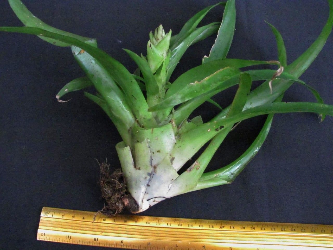Vriesea eliconioide 2